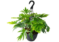 観葉植物 フィロデンドロン・マヨイ 7号（高さ約45cm・ハンガー込み約60cm）