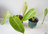アンスリウム ベイチー（Anthurium veitchii）～波打つメタリックな長葉が優雅に垂れ下がる、極上の美しさを誇るキング・オブ・アンスリウム～