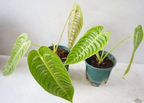 アンスリウム ベイチー（Anthurium veitchii）～波打つメタリックな長葉が優雅に垂れ下がる、極上の美しさを誇るキング・オブ・アンスリウム～
