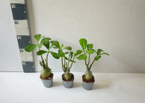 アデニウム 多肉植物 3号｜ぷっくり膨らむ塊根が個性的な「砂漠のバラ」：ｱﾃﾞﾆｳﾑ 多肉植物 3号