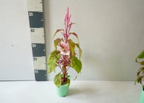 ケイトウ 'ふわもこMIX' 他花苗 3.5号｜ふわふわの穂が秋を彩る花苗：ｹｲﾄｳ ﾌﾜﾓｺMIX 他花苗 3.5号