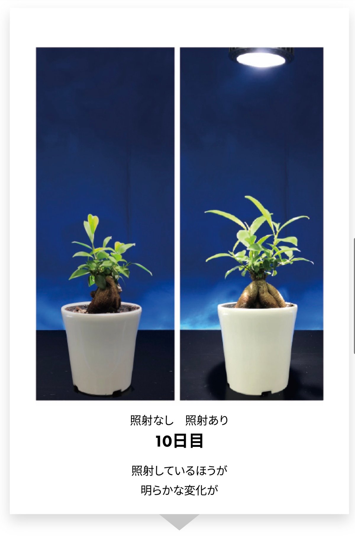 Ever Sun 365 ホワイト 植物育成LEDライト 24W E26口金：EVERSUN3