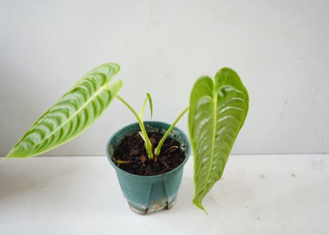 アンスリウム ベイチー（Anthurium veitchii）～波打つメタリックな長葉が優雅に垂れ下がる、極上の美しさを誇るキング・オブ・アンスリウム～