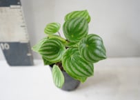 ペペロミア・サンデルシー（スイカペペ）3.5号｜スイカ模様の丸い葉がかわいい観葉植物：ｻﾝﾃﾞﾙｼｰ(ｽｲｶﾍﾟﾍﾟ) ﾍﾟﾍﾟﾛﾐｱ 3.5号