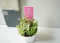 多肉植物 寄せ植え 2.5号｜個性豊かな葉を楽しむ、彩りかわいいミニグリーン：ﾀﾆｸｼｮｸﾌﾞﾂ 多肉植物 2.5号