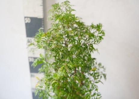 ポリシャス 5号｜繊細な葉が涼しげな株立ちの観葉植物：ﾎﾟﾘｼｬｽ ﾎﾟﾘｼｬｽ 5号