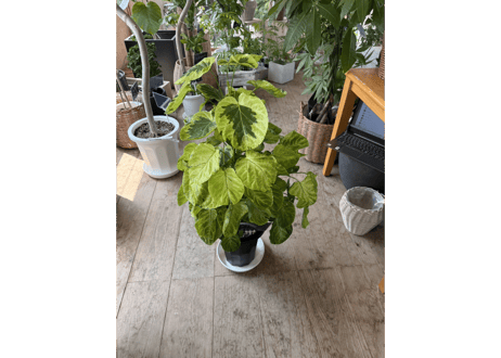 ポリシャス ‘キラメキ’ 8号｜黄緑と深緑の斑入り葉が美しい観葉植物：ｷﾗﾒｷ ﾎﾟﾘｼｬｽ 8号