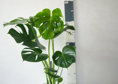 モンステラ 8号：抜群の存在感を放つ、トロピカルリーフの王様。空間を彩るシンボルツリー