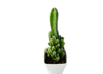 観葉植物 ヤマカル柱（セレウス） 3.5号（高さ約25cm）