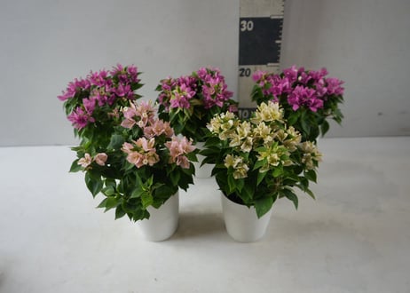 ブーゲンビリア 'コナツ' アソート（Bougainvillea 'Konatsu' mix）～鮮やかな色彩が南国の風を運ぶ、華やかなブーゲンビリアのコレクション～ｺﾅﾂ MIX ブーゲン 3.5号