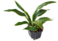 観葉植物 オモト（万年青） 5.5号（高さ約40cm)