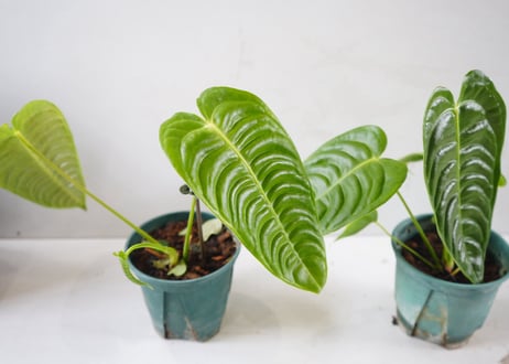 アンスリウム ベイチー（Anthurium veitchii）～波打つメタリックな長葉が優雅に垂れ下がる、極上の美しさを誇るキング・オブ・アンスリウム～