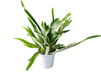 観葉植物 ビカクシダ・ヴィーチー（コウモリラン） 5号（高さ約50cm）