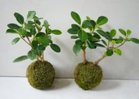 タイワンガジュマル 苔玉｜コロンと可愛い卓上グリーン！「多幸の樹」初心者にも育てやすい観葉植物 ギフト・和テイスト｜ﾀｲﾜﾝｶﾞｼﾞｭﾏﾙ (ﾊﾟﾝ ｶﾞｼﾞｭﾏﾙ