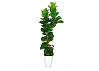 【飯塚市近郊限定】観葉植物 カシワバゴムノキ 'バンビーノ' 8号（高さ135cm）：ｶｼﾜﾊﾞｺﾞﾑ 'ﾊﾞﾝﾋﾞｰ 他観葉 8号