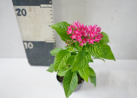 ペンタス 3号｜星形の小花が華やかに集まるカラフルフラワー：ﾍﾟﾝﾀｽ ペンタス 3号