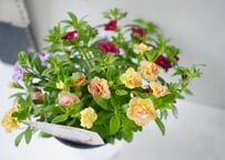 カリブラコア ‘カリー ダブル’ シリーズ 3.5号｜小さな八重咲きの花が重なる、華やかなガーデンフラワー：ｶﾘｰﾀﾞﾌﾞﾙ (ｼﾘｰｽﾞ) ペチュニア 3.5号