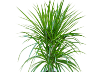 観葉植物 ドラセナ・コンシンネ（マルギナータ） 7号（高さ約90cm）