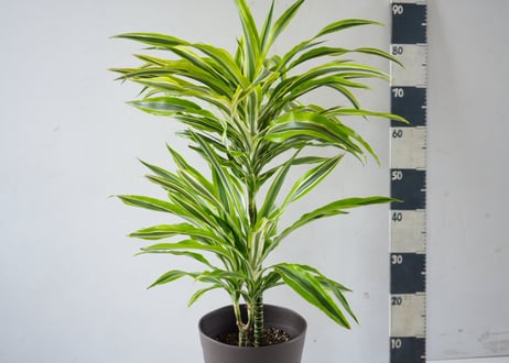 ドラセナ デレメンシス 'レモンライム'（Dracaena deremensis 'Lemon Lime'）～ライムグリーンの縞模様～ﾃﾞﾚﾒﾝｼｽ 'ﾚﾓﾝﾗｲﾑ' ﾄﾞﾗｾﾅ類 7号