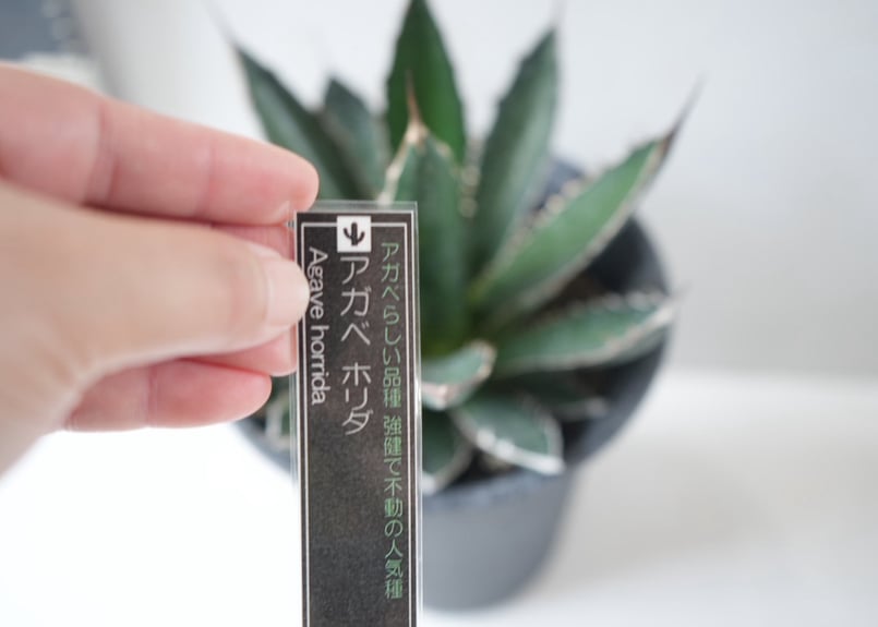 Agave horrida｜アガベ・ホリダ ～荒々しくも美しい、漆黒の棘（トゲ