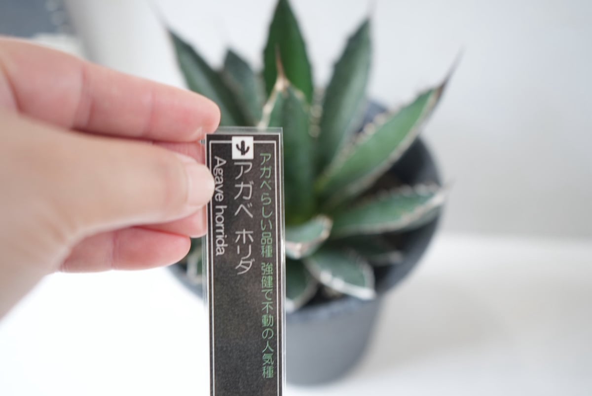 Agave horrida｜アガベ・ホリダ ～荒々しくも美しい、漆黒の棘（トゲ