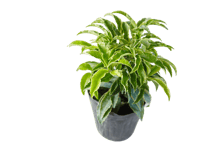 花木 斑入りマンリョウ 4.5号（高さ約25cm）