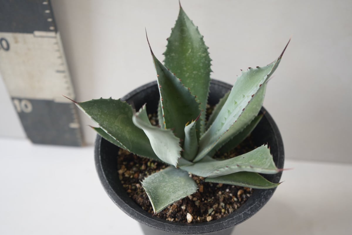 Agave parryi｜アガベ・パリー（吉祥天） ～幾何学的な美しさを宿す
