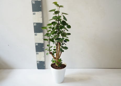 ポリシャス 5号｜繊細な葉が涼しげな株立ちの観葉植物：ﾎﾟﾘｼｬｽ ﾎﾟﾘｼｬｽ 5号
