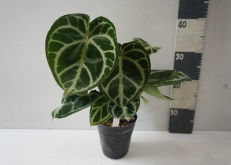 アンスリウム ドラヤキ マグニフィカム（Anthurium dorayaki × magnificum）～肉厚な質感と美しい葉脈が際立つ、極上のボタニカルアート～ﾄﾞﾗﾔｷ･ﾏｸﾞﾆﾌｨｶﾑ 5号
