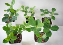 パンダ【多幸の樹/観葉植物】タイワンガジュマル 3号 ｜ 育てやすい 縁起が良い デスクサイズ 精霊が宿る木 インテリアグリーン ギフト｜ﾀｲﾜﾝｶﾞｼﾞｭﾏﾙ (ﾊﾟﾝ ｶﾞｼﾞｭﾏﾙ 4号