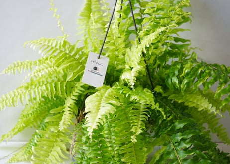 シダ タイガーファン 5号 ハンギング｜吊り下げで楽しむ個性的な観葉植物｜インテリアグリーン