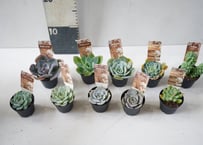 ﾀﾆｸｼｮｸﾌﾞﾂ 多肉植物 2号