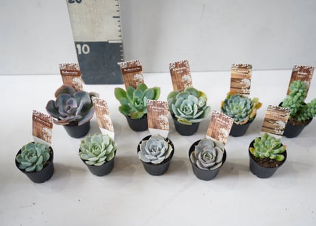 ﾀﾆｸｼｮｸﾌﾞﾂ 多肉植物 2号