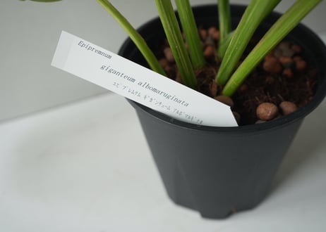 エピプレムナム ギガンチューム アルボマルギナータ｜希少な斑入り観葉植物 おしゃれなインテリアグリーン｜ｴﾋﾟﾌﾟﾚﾑﾅﾑ 他観葉