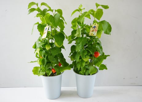 ホオズキ（鉢植え / 6号サイズ）～鮮やかな朱色が夏の訪れを告げる、日本の伝統美あふれる季節の風物詩～　ﾎｵｽﾞｷ ﾎｵｽﾞｷ 6号