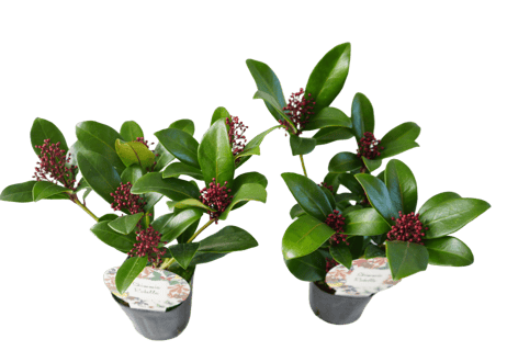 花木 スキミア 'ルベラ' 3号（高さ約25cm）