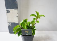 ホヤ・カルノーサ ‘クリンクルエイト’ 3.5号｜立体的な肉厚葉が個性的なつる性植物：ｶﾙﾉｰｻ 'ｸﾘﾝｸﾙｴｲﾄ' ホヤ 3.5号