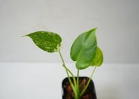 モンステラ デリシオーサ ホワイトモンスター 3号（Monstera Deliciosa White Monster）～美しい白斑と独特の葉姿が魅力の、大変希少な高級モンステラ～