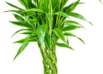【飯塚市近郊限定】観葉植物 ドラセナ・サンデリアーナ 'ゴールド'（ミリオンバンブー）ラッキーバンブー 8号（高さ115cm）