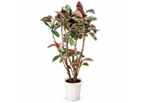 【飯塚市近郊限定】観葉植物 フィカス・エラスティカ 'ルビー' 10号（高さ200cm）：ﾙﾋﾞｰ ゴム 10号