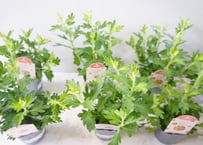 ｷｸ 他花苗 3号