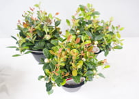 ﾋﾒｺｳｼﾞ 'ﾁｬｵﾍﾞﾗ ﾎ 他花木 4号