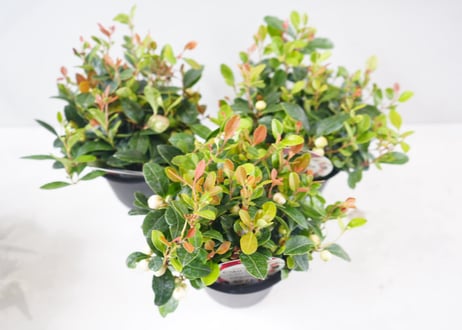 ﾋﾒｺｳｼﾞ 'ﾁｬｵﾍﾞﾗ ﾎ 他花木 4号