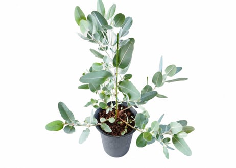 観葉植物 ユーカリ・プレウロカルパ（高さ約60cm）：プレウロカルパ ユーカリ
