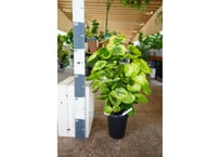 ポリシャス ‘キラメキ’ 8号｜黄緑と深緑の斑入り葉が美しい観葉植物：ｷﾗﾒｷ ﾎﾟﾘｼｬｽ 8号