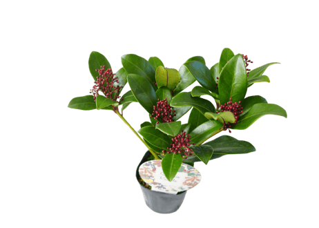 花木 スキミア 'ルベラ' 3号（高さ約25cm）