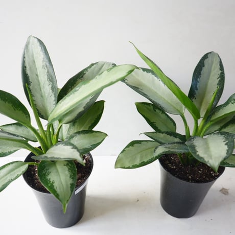 aglaonema | STORES