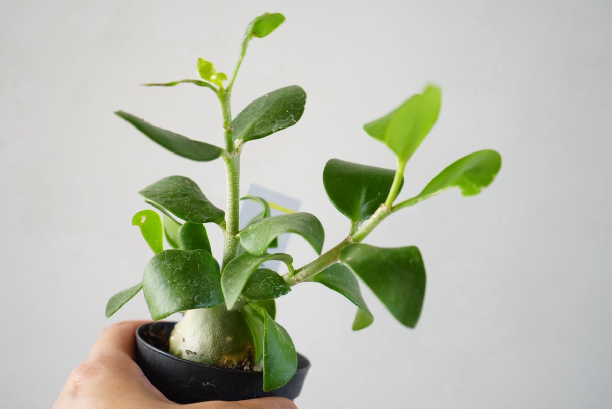 ヒドノフィツム 蟻の巣玉 Hydnophytum formicaruヒドノフィツム 2.5号｜