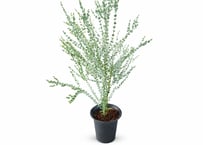 観葉植物 ユーカリ 'ムーンラグーン'（高さ約80cm）：ムーンラグーン ユーカリ