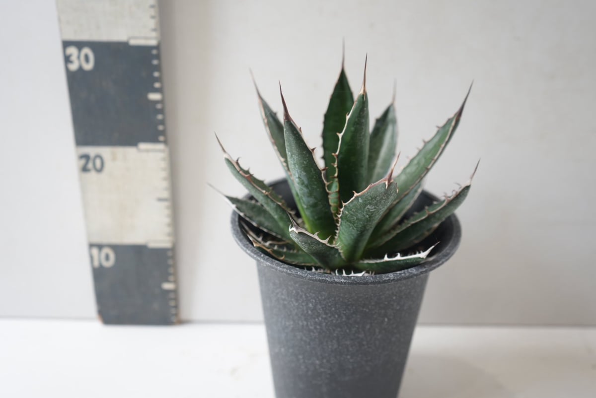 Agave horrida｜アガベ・ホリダ ～荒々しくも美しい、漆黒の棘（トゲ